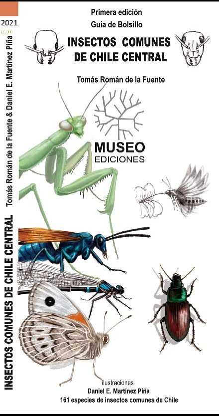 INSECTOS COMUNES DE CHILE CENTRAL (DESPLEGABLE)