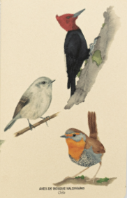 LIBRETA DE NOTAS AVES DE BOSQUE VALDIVIANO