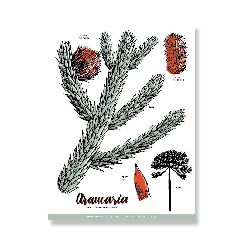 POSTAL FRUTOS NATIVOS (ARAUCARIA)